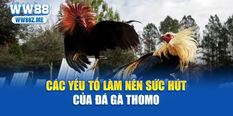 Các yếu tố làm nên sức hút của đá gà Thomo
