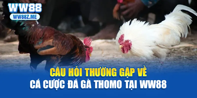 Câu hỏi thường gặp về cá cược đá gà Thomo tại WW88