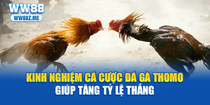 Kinh nghiệm cá cược đá gà Thomo giúp tăng tỷ lệ thắng