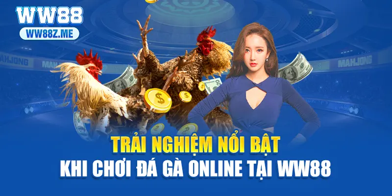 Trải nghiệm nổi bật khi chơi đá gà online tại WW88