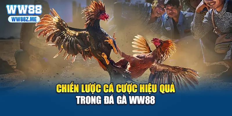 Chiến lược cá cược hiệu quả trong đá gà WW88