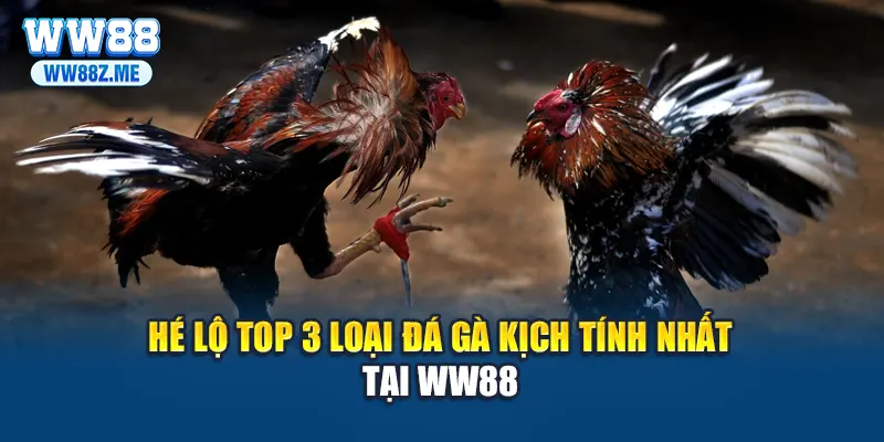 Hé lộ top 3 loại đá gà kịch tính nhất tại WW88